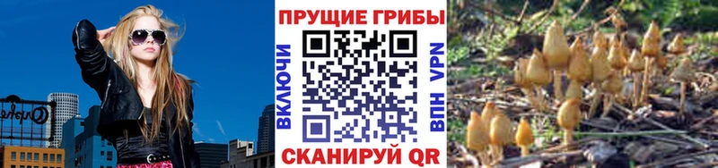 Псилоцибиновые грибы прущие грибы  Коломна 